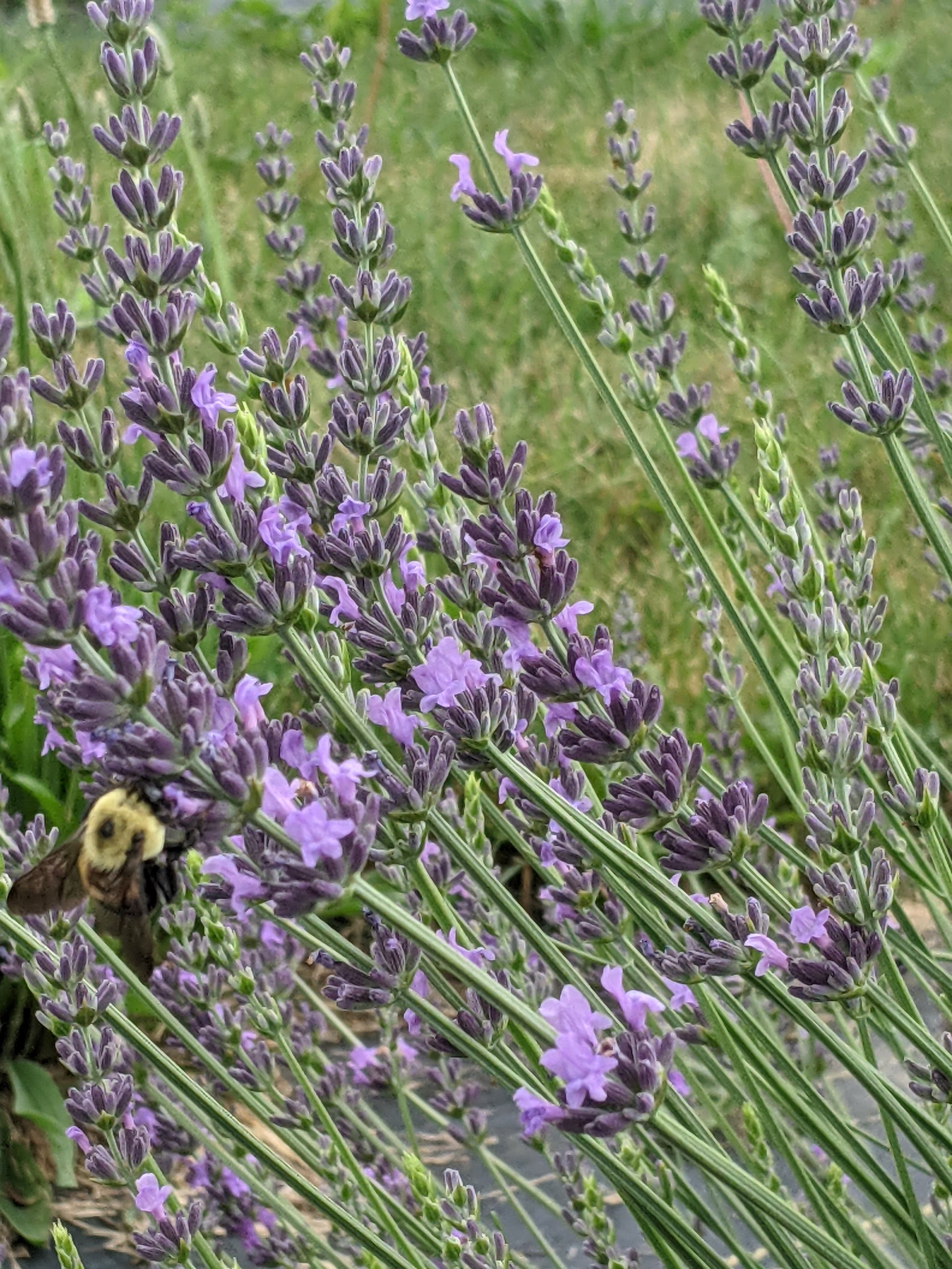 Phenomenal Lavender Live Plant | Three Angels Family Farm